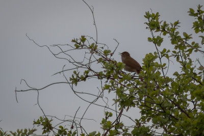 Nachtegaal - Common Nightingale