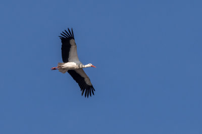 Ooievaar - White Stork