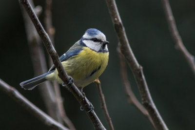 Pimpelmees - Blue Tit