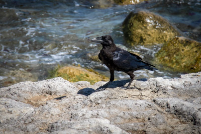 Raaf - Raven