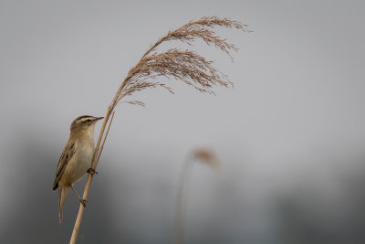 Rietzanger - Sedge Warbler
