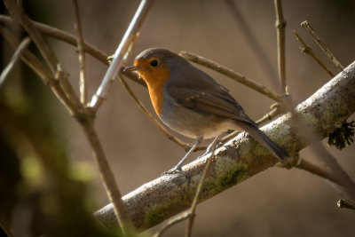 Roodborst - Robin