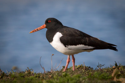 Scholekster - Oystercatcher