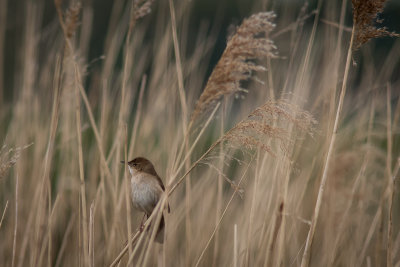 Snor - Savi's Warbler