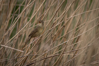 Sprinkhaanrietzanger - Common Grasshopper-Warbler