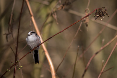 Staartmees - Long-tailed Tit