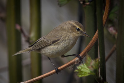 Tjiftjaf - Chiffchaff