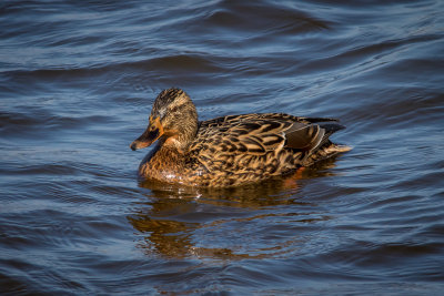 Wilde Eend - Mallard