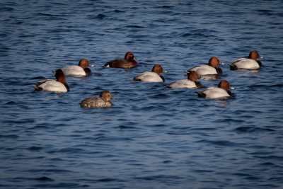 Witoogeend - Ferruginous Duck