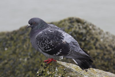 Rotsduif - Rock Pigeon