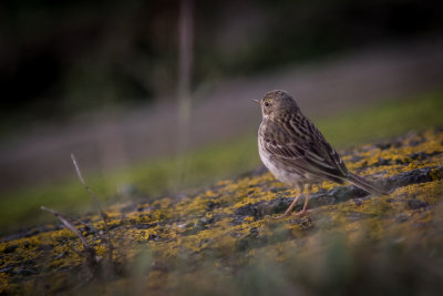 Veldleeuwerik - Eurasian Skylark