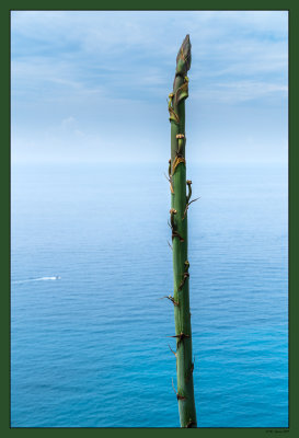 36 Cactus