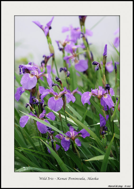 Wild Iris