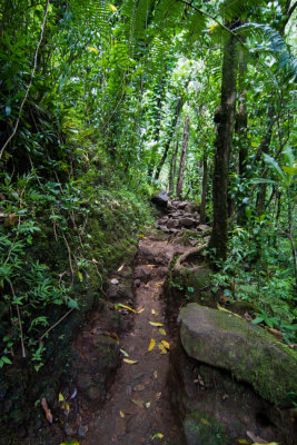 c4781 Manoa Falls Trail