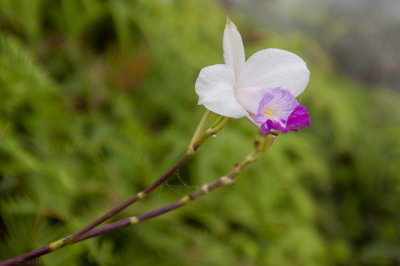 N9430 One single Orchid