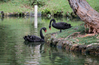 48C-22 Black Swans