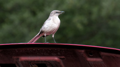 Bird at the Car Show