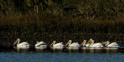 Feb 2017 Guana River 7.jpg