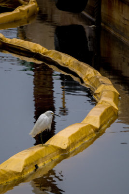 Egret with Floats.jpg
