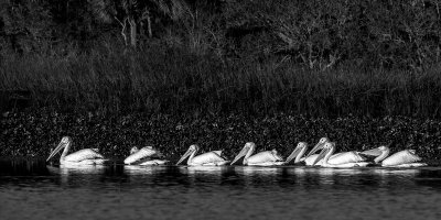 Feb 2017 Guana River 7 BW.jpg