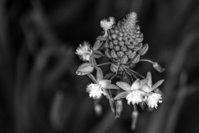 The Odd Flower.jpg