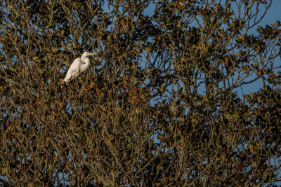 Egret and Branches
