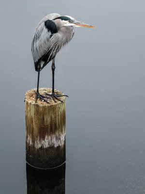 Egret and Piling