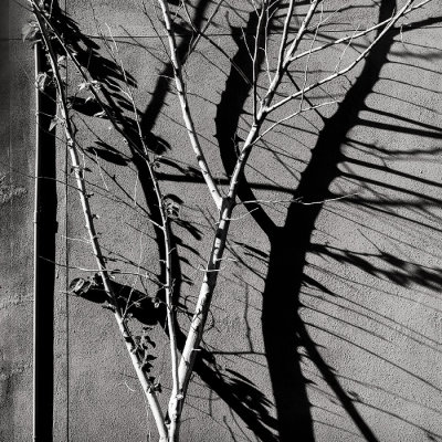 Shadow and Tree.jpg