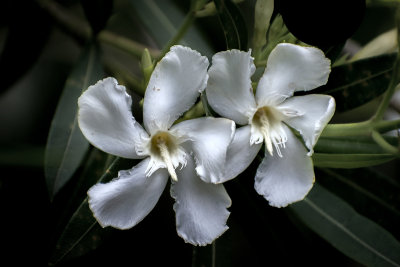 White Oleander 2018 2.jpg
