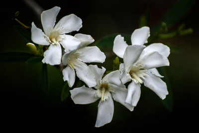 White Oleander 2018 3.jpg