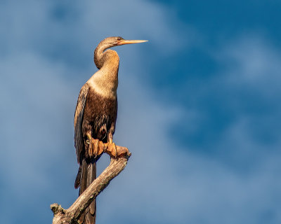 Anhinga on Goodbys Lake.jpg