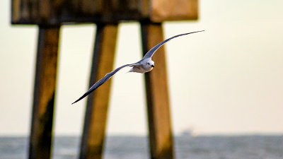 Gull and Pier.jpg