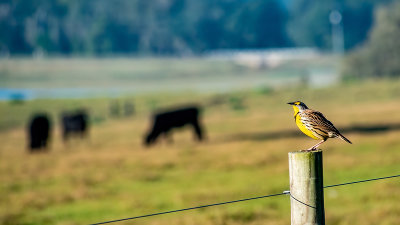 Yellow Breasted Chat and Cattle.jpg