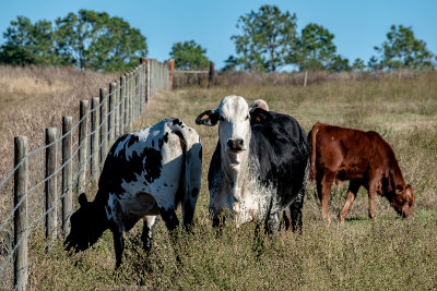 Cattle Confrontation.jpg