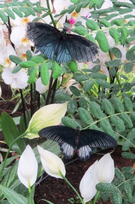 butterflies (15).JPG