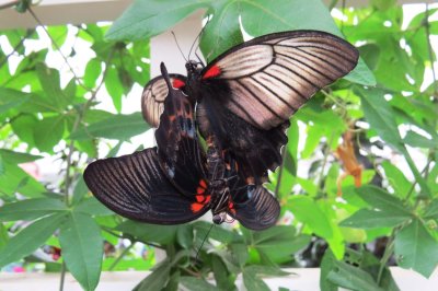 butterflies (21).JPG