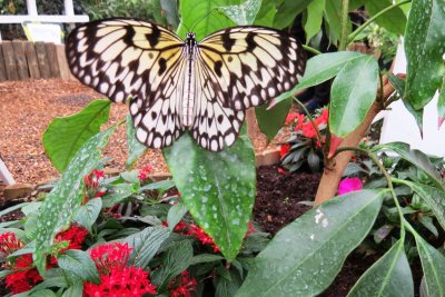 butterflies (24).JPG