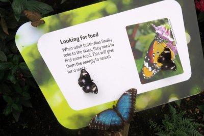 butterflies