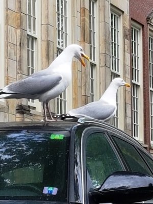 amsterdam (6).jpg