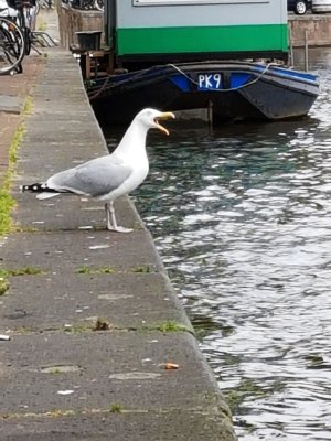 amsterdam (7).jpg