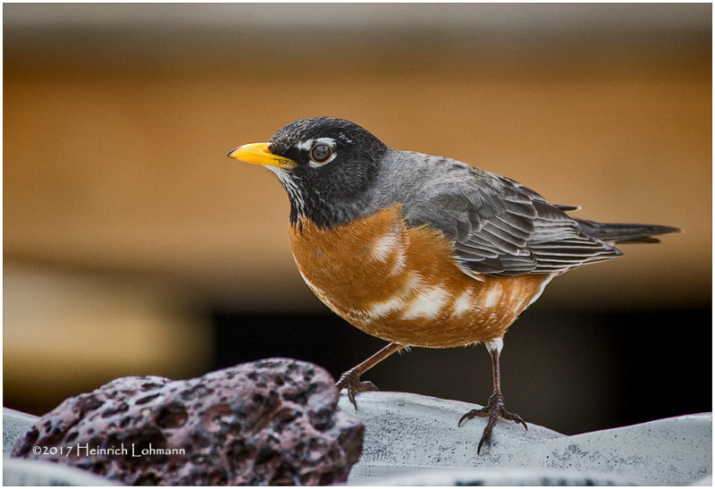 K3E5176-Robin.jpg