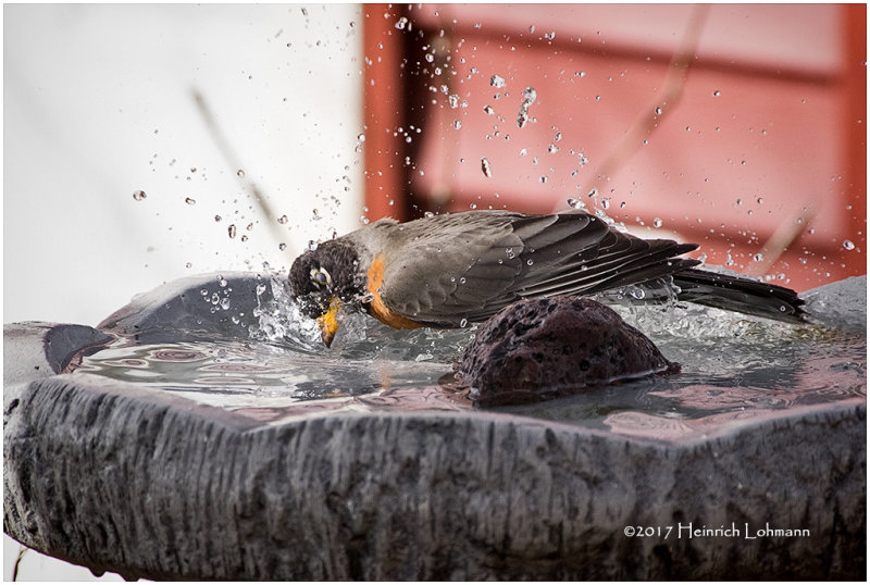 K3E5324-Robin.jpg