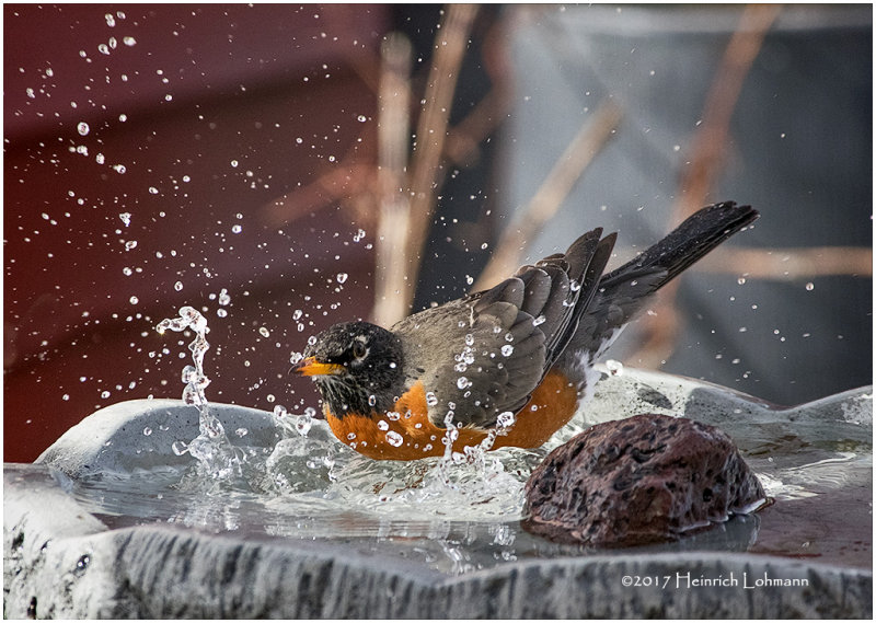 K3E5369-Robin.jpg