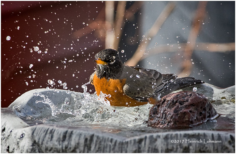 K3E5379-Robin.jpg
