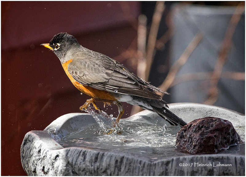 K3E5417-Robin.jpg