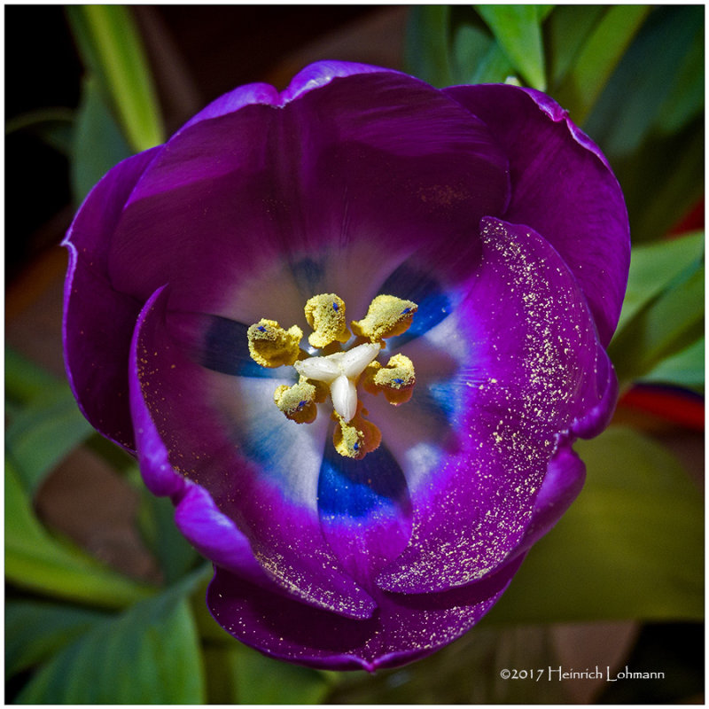 IMP6139-Tulip.jpg