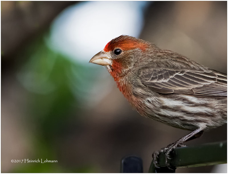 K410115-House Finch-male.jpg