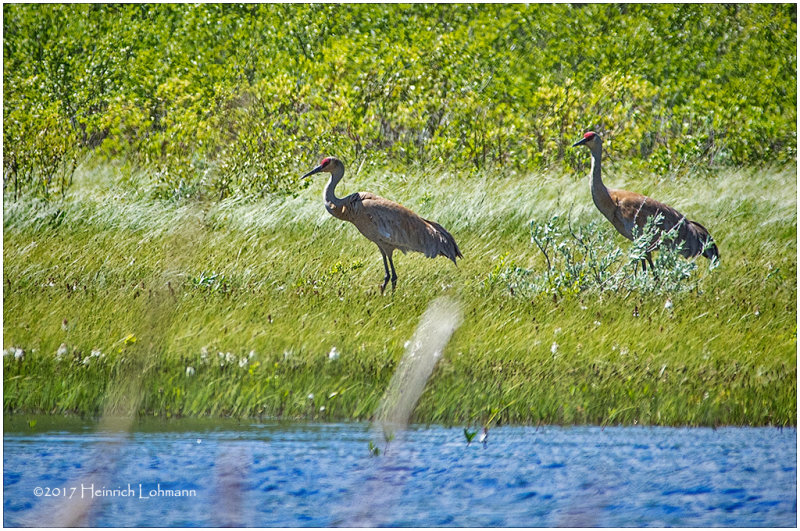 K410741-Sandhill Crane.jpg