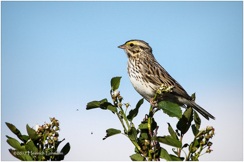 K410887-Savannah Sparrow.jpg