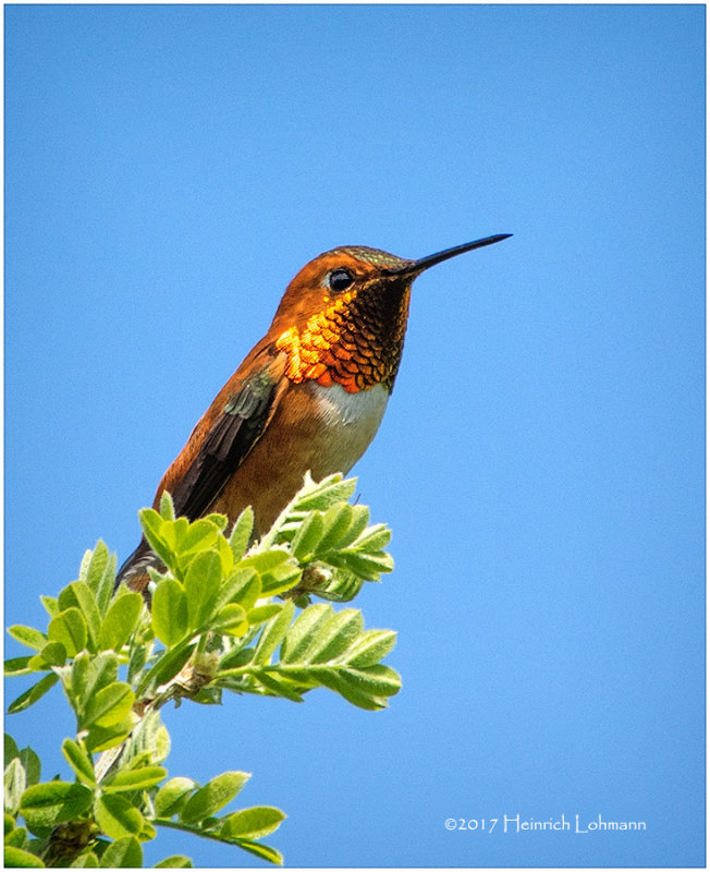 K411739-Rufous Hummingbird.jpg